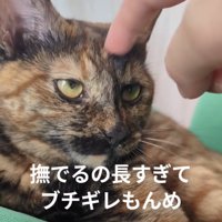 頭を撫でられるサビ猫