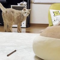 猫と男性