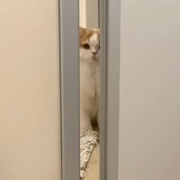 奥から覗く姿