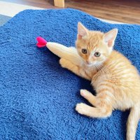 おもちゃで遊ぶ子猫