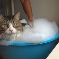 タライの中