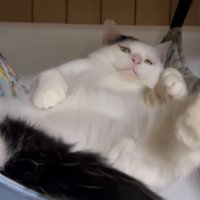 仰向けの猫