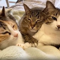 ソファーにいる猫たち