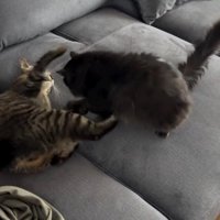 ソファの上で寝転ぶキジトラ猫と黒猫