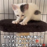 フミフミする子猫