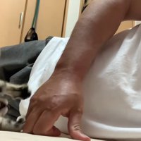 転ぶ子猫