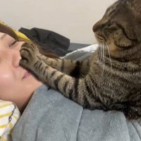 飼い主から離れない猫