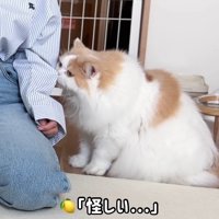 怪しい…