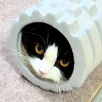 拗ねる猫