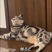 床に寝ている猫