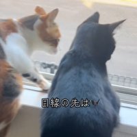 窓枠にのる三毛猫と前足だけをかける黒猫