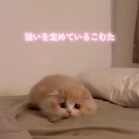 布団の上で身を低くしている子猫