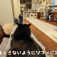 テロップ「モカを落とさないよう～」