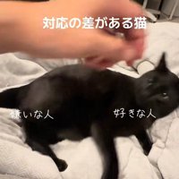 身構える猫