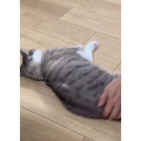 寝転がっている猫