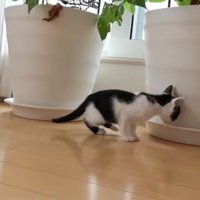 プランターの匂いを嗅いでいる子猫