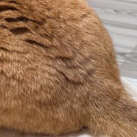 茶色い猫の背中