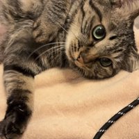 横になっている上目遣いのキジトラ上半身アップ