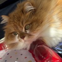 マットに顎を置く猫