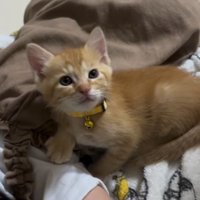 寝ている赤ちゃんに寄り添っている子猫