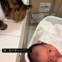 沐浴する赤ちゃんを見る猫