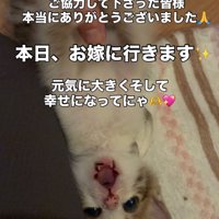 仰向け口を開ける子猫