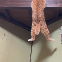懸垂する猫