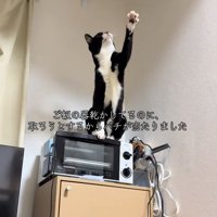 器に向かって左前足を伸ばしている猫