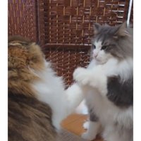 喧嘩している猫