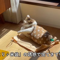 ひなたぼっこをしている猫