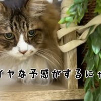 嫌な予感がしているぽこまる