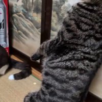 キジ白猫にパンチを受けて、立ち上がったままゆっくり後ろへ倒れていくキジトラ猫