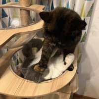 キャットタワーにいる2匹の猫正面やや引き