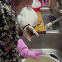 調理中のおばあちゃんと猫