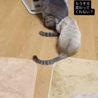 ストーブに並ぶグレートラ猫とシャムトラ猫