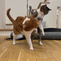 ケンカしている猫