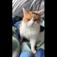 物欲しげなミケ