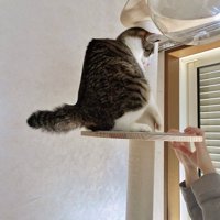 背中の形が直角になっている猫
