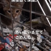 捕獲器で保護