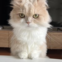 机に手を置く猫