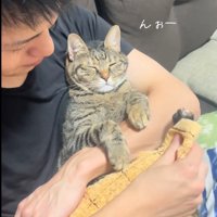 人に抱かれている猫