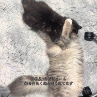 じゃれ合う2匹の猫