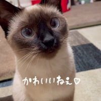 飼い主を見つめながら目をわずかに動かす猫