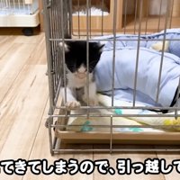 ケージから抜け出そうとする子猫