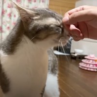 投稿者に頭を撫でられて目を細める猫