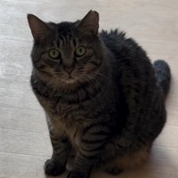床の上でお座りをしている猫