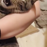 ママさんに爪を切られるキジトラ猫