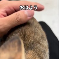膝の上に乗ってくる子猫