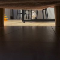 カメラの方へ走ってくる猫