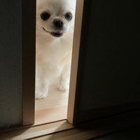 ドアの隙間から覗く犬